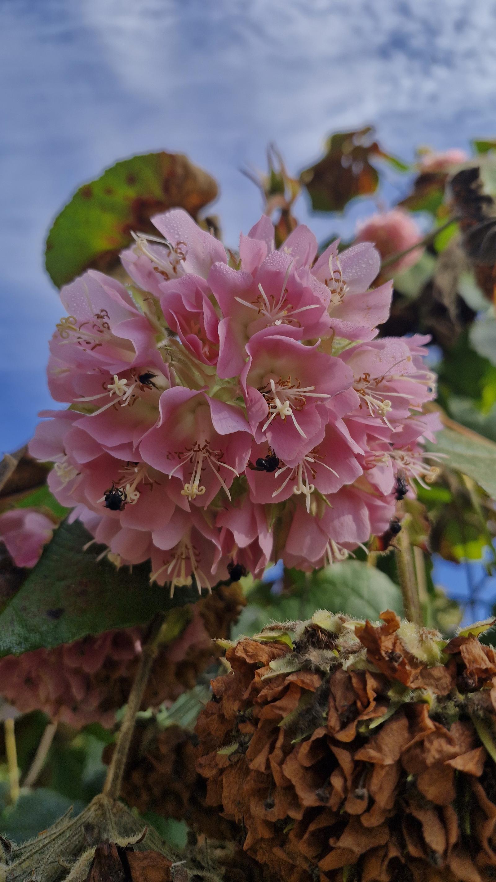 Abelha pousada em uma flor da mata