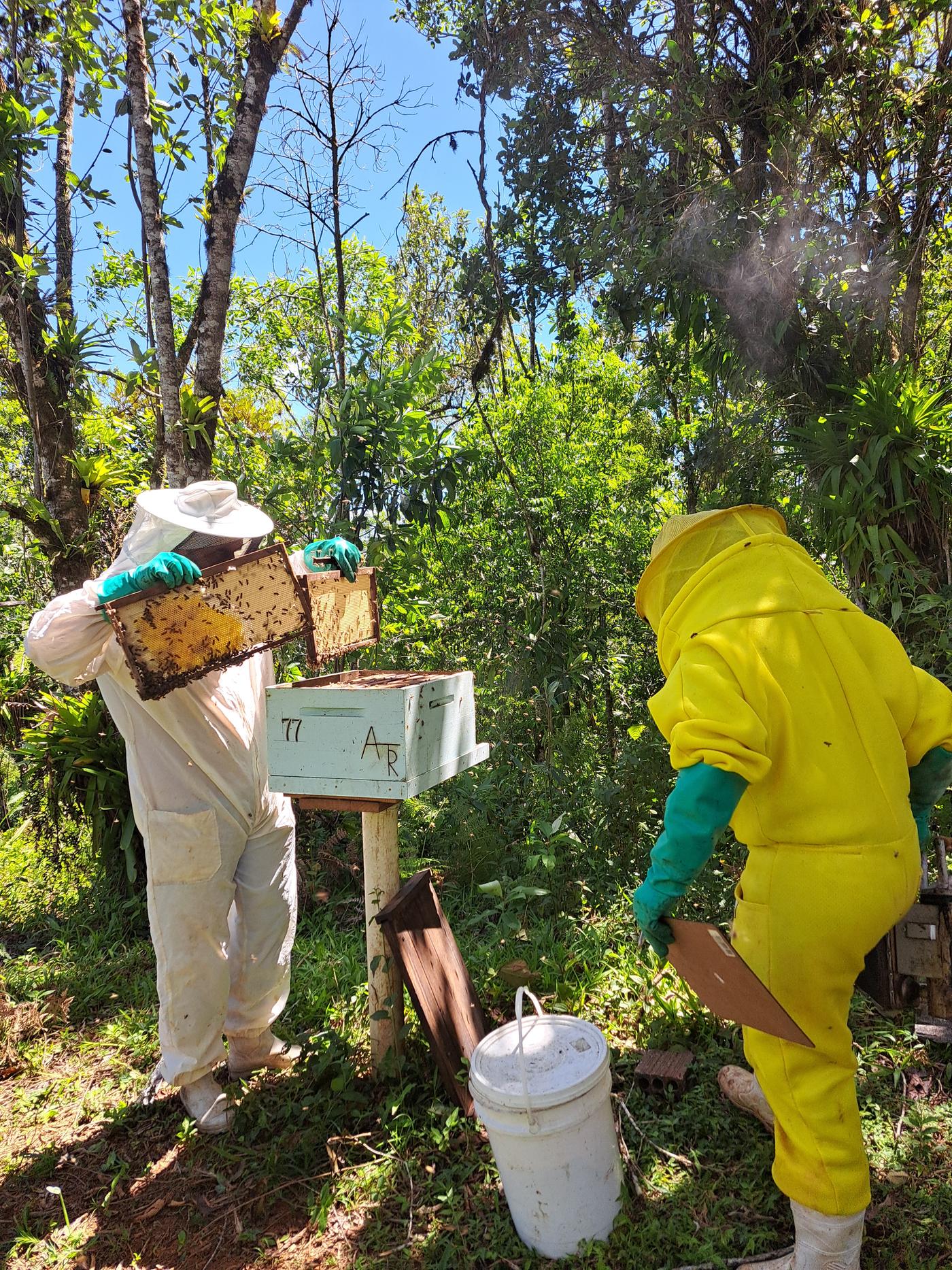 Manejo de uma colmeia com fumaça e roupa de apicultor